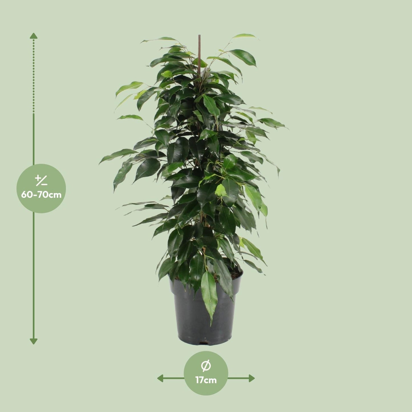 Ficus Benjamina Danielle – Pflegeleichte Zimmerpflanze Ø17cm