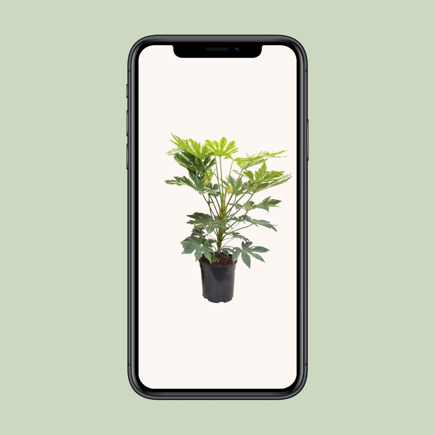 Fatsia Japonica – Robuste und pflegeleichte Zimmerpflanze