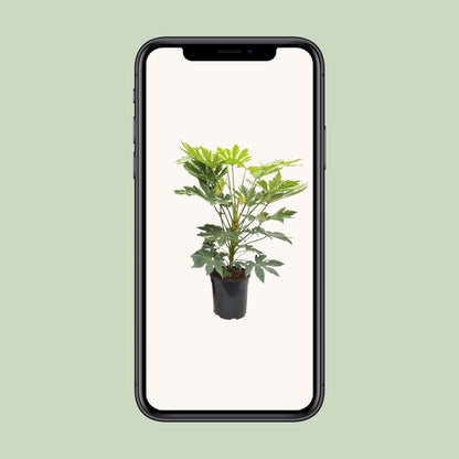 Fatsia Japonica – Robuste und pflegeleichte Zimmerpflanze