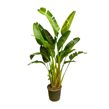 Strelitzia Augusta XXL – Weißer Paradiesvogel 250 cm
