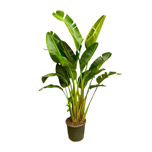 Strelitzia Augusta XXL – Weißer Paradiesvogel 250 cm