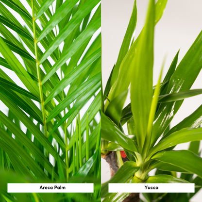Areca-Palme & Yucca – Pflegeleichtes Zimmerpflanzen-Set