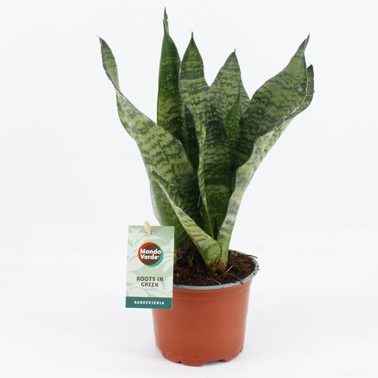 Sansevieria Black Coral – Pflegeleichte Zimmerpflanze Ø12cm