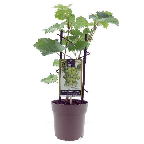 Muskat-Alexandriner Weinrebe – Pflegeleichte Kletterpflanze Ø15cm