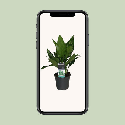 Aglaonema Maria – Pflegeleichte luftreinigende Zimmerpflanze Ø12cm