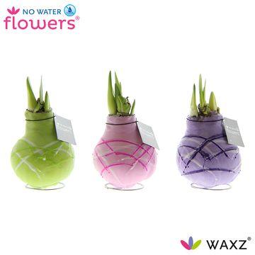 No Water Flowers Waxz Art Monet – 3er Set Ø7 cm