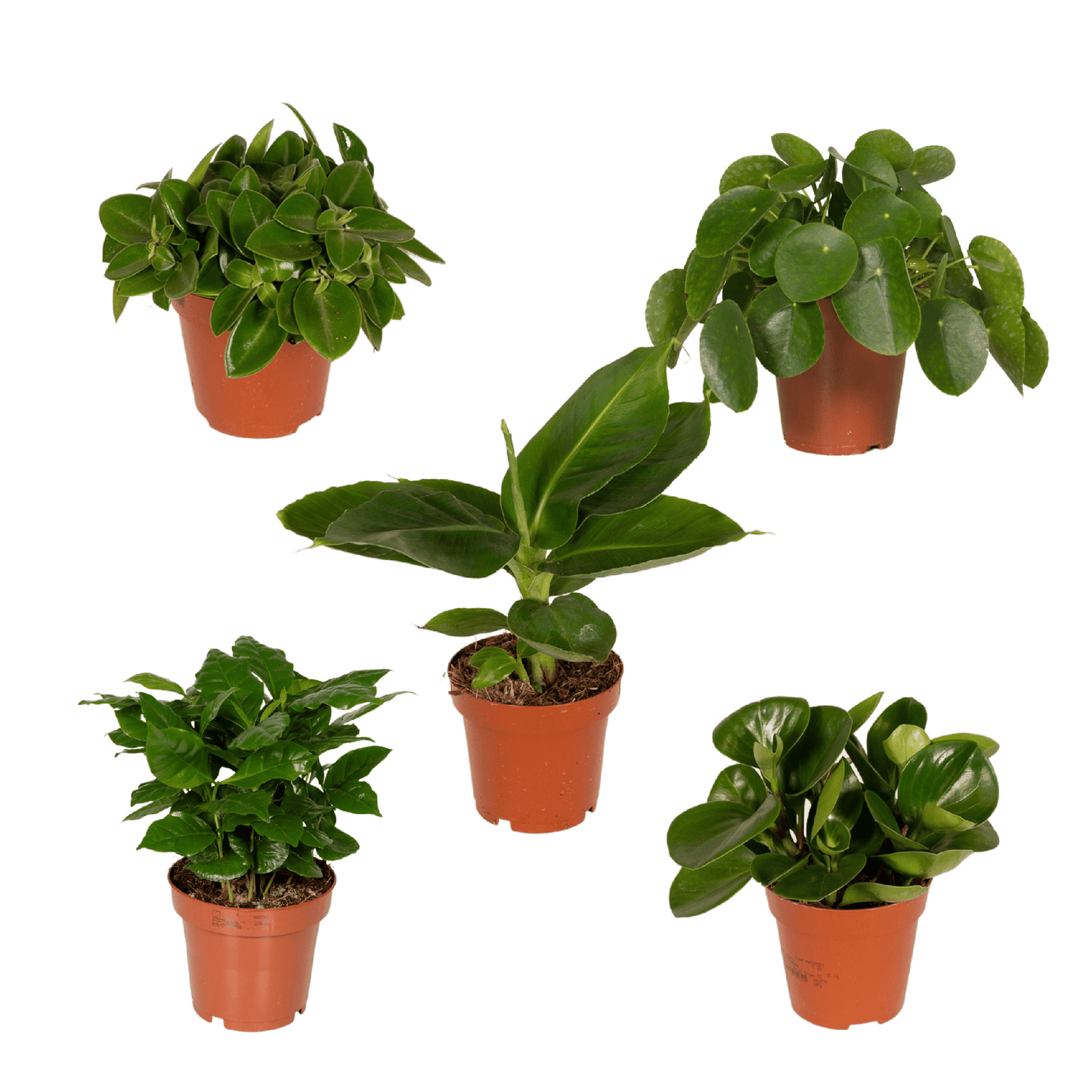 Überraschungs Pflanze Ø12cm, ca. 25cm – pflegeleicht & grün