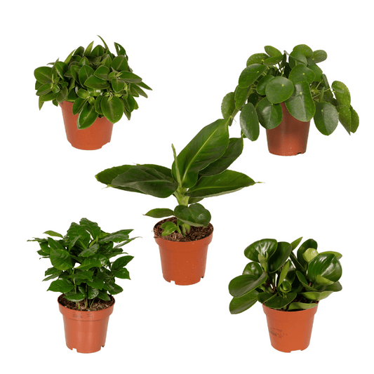 Überraschungs Pflanze Ø12cm, ca. 25cm – pflegeleicht & grün