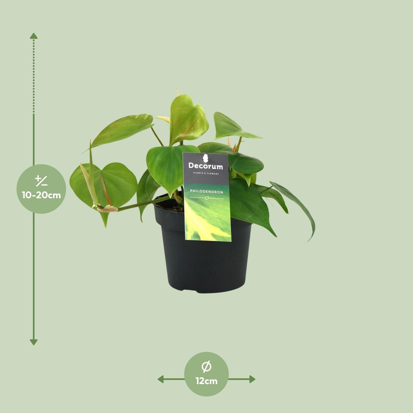 Philodendron Scandens – Pflegeleichte Zimmerpflanze Ø12cm