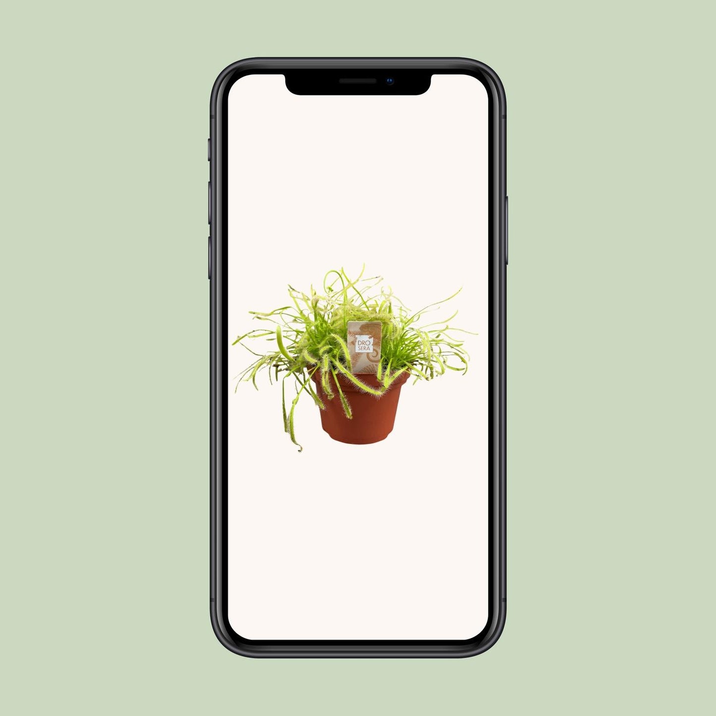 Drosera Capensis – pflegeleichte fleischfressende Pflanze Ø12cm