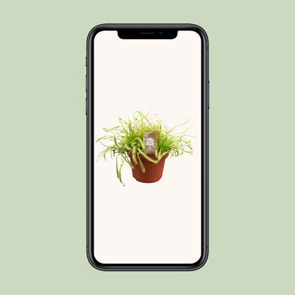 Drosera Capensis – pflegeleichte fleischfressende Pflanze Ø12cm