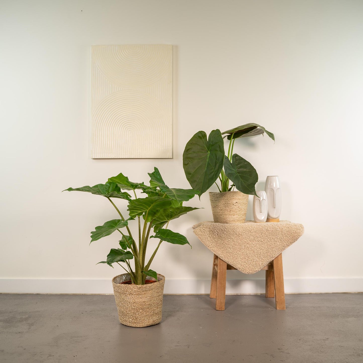 Alocasia Wentii & Portodora im Korb Ø19cm – Tropischer Zimmerpflanzen-Mix