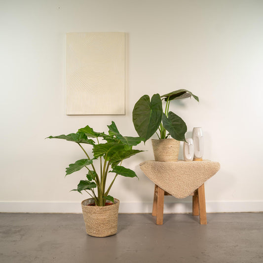 Alocasia Wentii & Portodora im Korb Ø19cm – Tropischer Zimmerpflanzen-Mix
