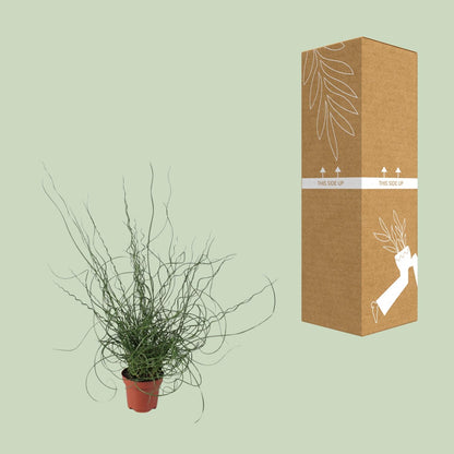 Juncus Effusus Spiralis – Gemeine Binse, Ø12cm, 30cm hoch