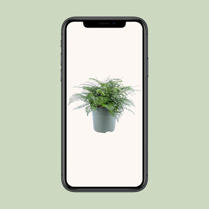 Asplenium Parvati – Eleganter Rippenfarn Ø27cm, 50cm hoch