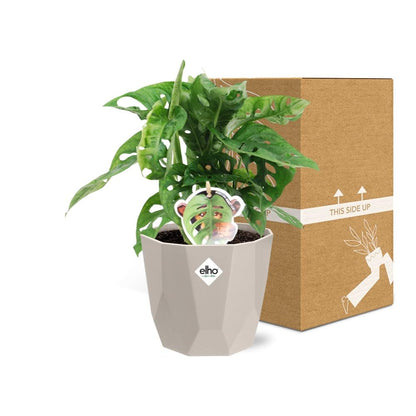 Monstera ‘Monkey Leaf’ in ELHO b.for rock 14 cm warm grey