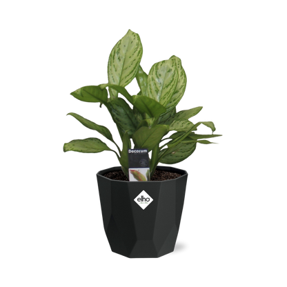 Aglaonema Christina – Pflegeleichte Tropen-Zimmerpflanze 14cm