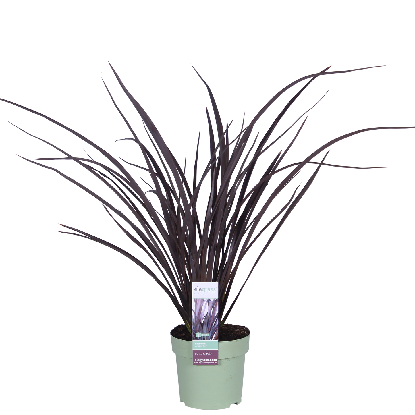 Phormium 'Rubra Nana' – Robustes Ziergras Ø14cm