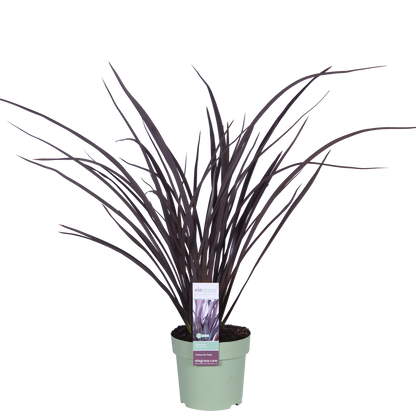 Phormium 'Rubra Nana' – Robustes Ziergras Ø14cm