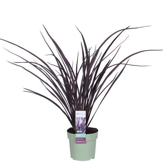 Phormium 'Rubra Nana' – Robustes Ziergras Ø14cm