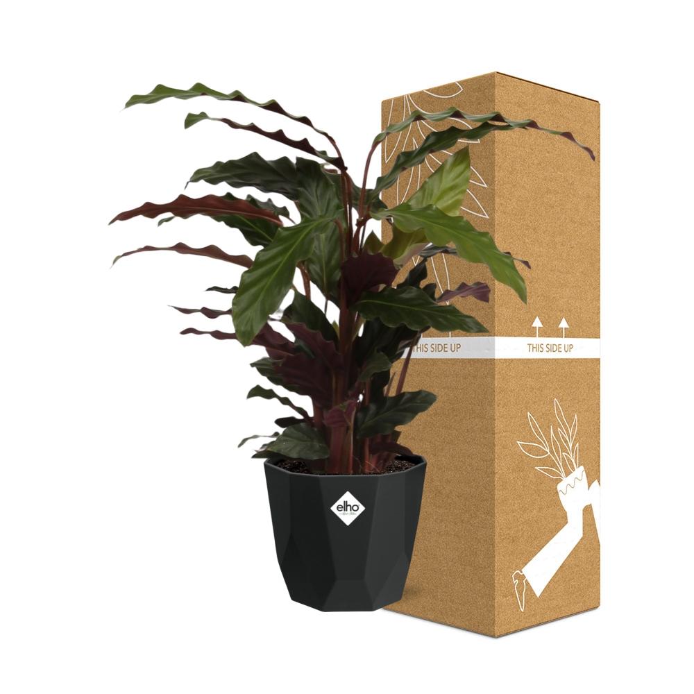 Calathea Rufibarba ‘Tropistar’ – Tropische Zimmerpflanze 14cm