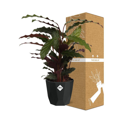 Calathea Rufibarba ‘Tropistar’ – Tropische Zimmerpflanze 14cm