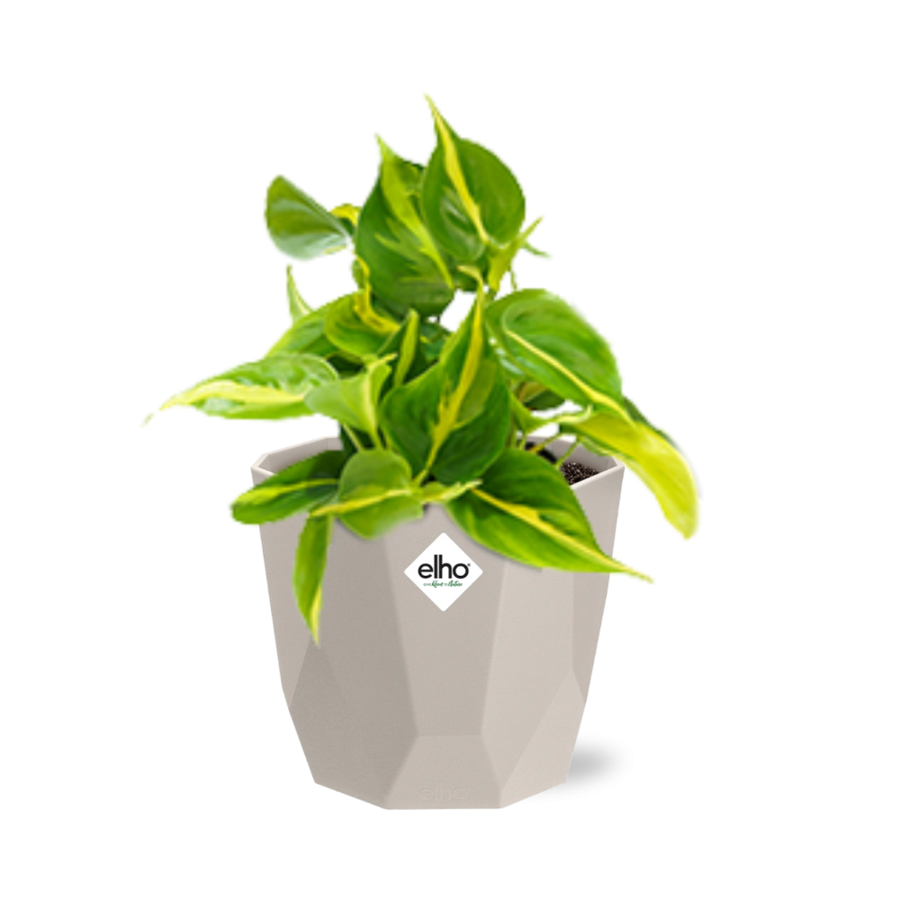 Philodendron Scandens ‘Brasil’ in ELHO b.for rock 14 cm warm grey