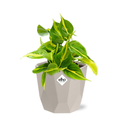 Philodendron Scandens ‘Brasil’ in ELHO b.for rock 14 cm warm grey