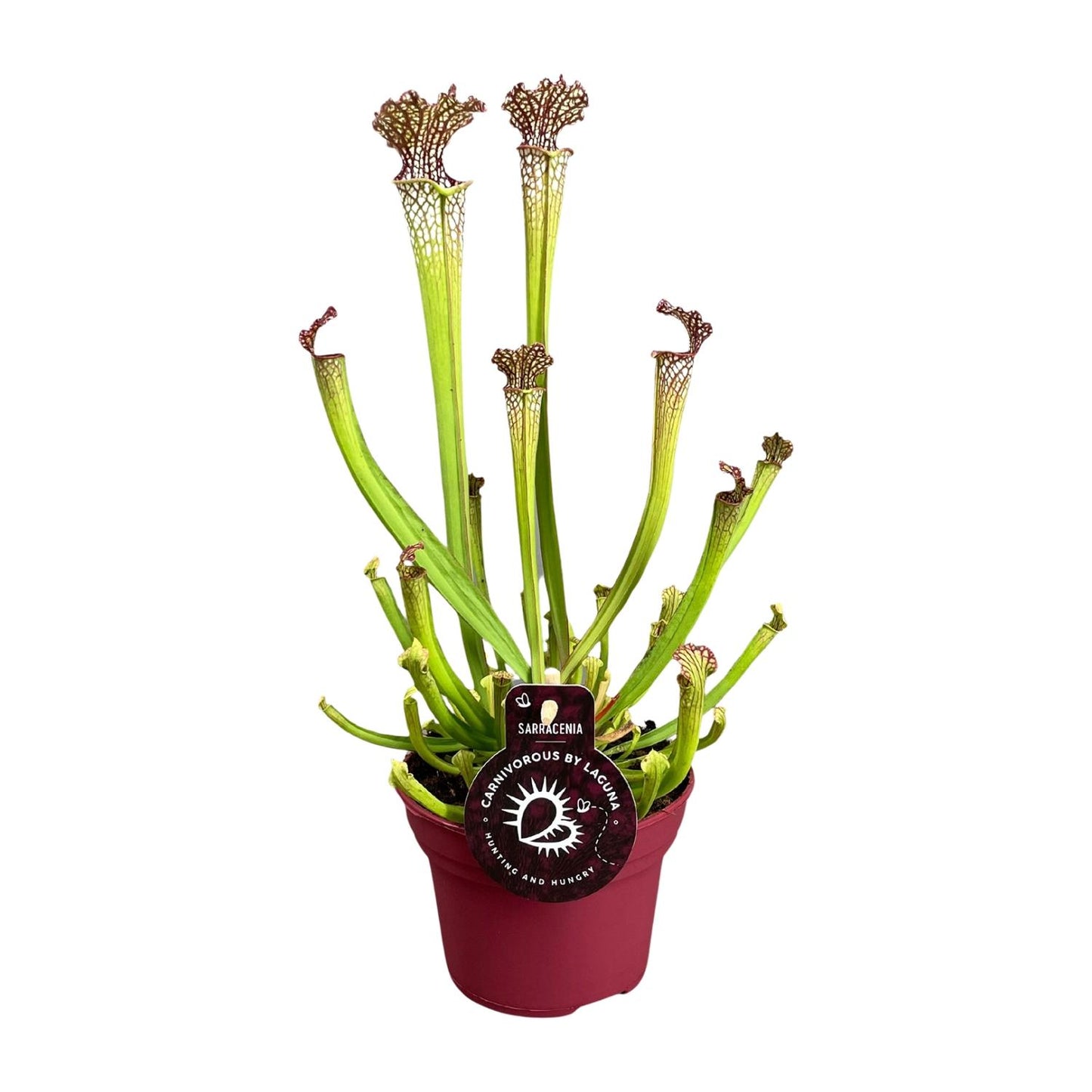 Sarracenia Farnhamii – Pflegeleichte Kannenpflanze Ø12cm