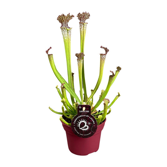 Sarracenia Farnhamii – Pflegeleichte Kannenpflanze Ø12cm
