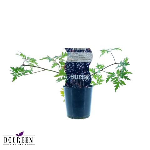 Dornenlose Brombeere 'Thornless Evergreen' – Pflegeleichter Beerenstrauch