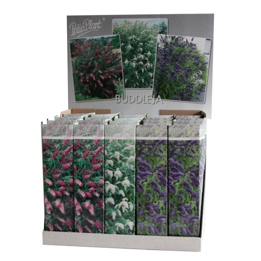 20x Buddleja davidii Mix – Blühender Schmetterlingsstrauch