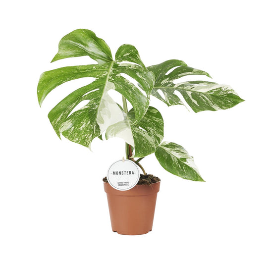 Monstera Deliciosa Variegata – Pflegeleichte Trendpflanze Ø15cm