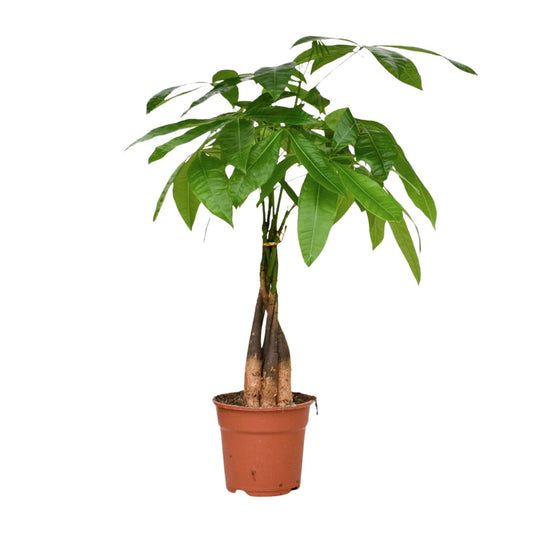 Pachira Aquatica – pflegeleichte Zimmerpflanze Ø17cm