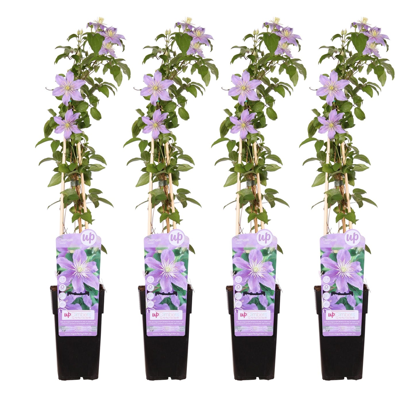 4x Clematis Justa – Blühende Kletterpflanze Ø15cm, 65cm hoch