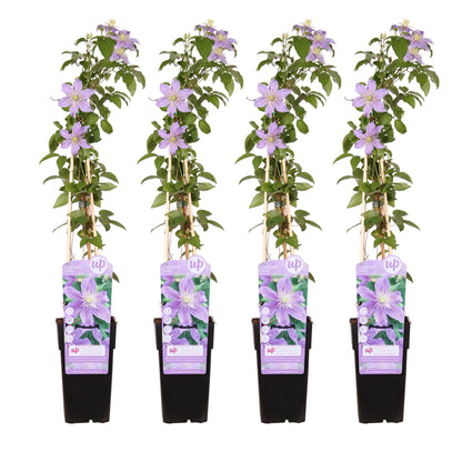 4x Clematis Justa – Blühende Kletterpflanze Ø15cm, 65cm hoch