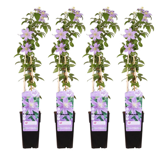 4x Clematis Justa – Blühende Kletterpflanze Ø15cm, 65cm hoch