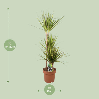 Dracaena Marginata Sunray – Pflegeleichter Drachenbaum Ø21cm