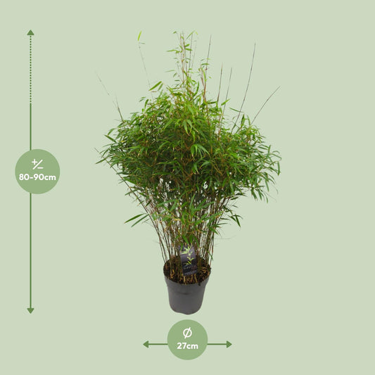 Drachenkopf-Bambus 'Rufa' – Pflegeleichte Zimmer- und Gartenpflanze Ø27cm