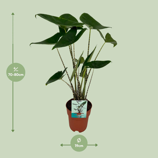 Alocasia Zebrina – Exotisches Elefantenohr Ø19cm, 75cm hoch