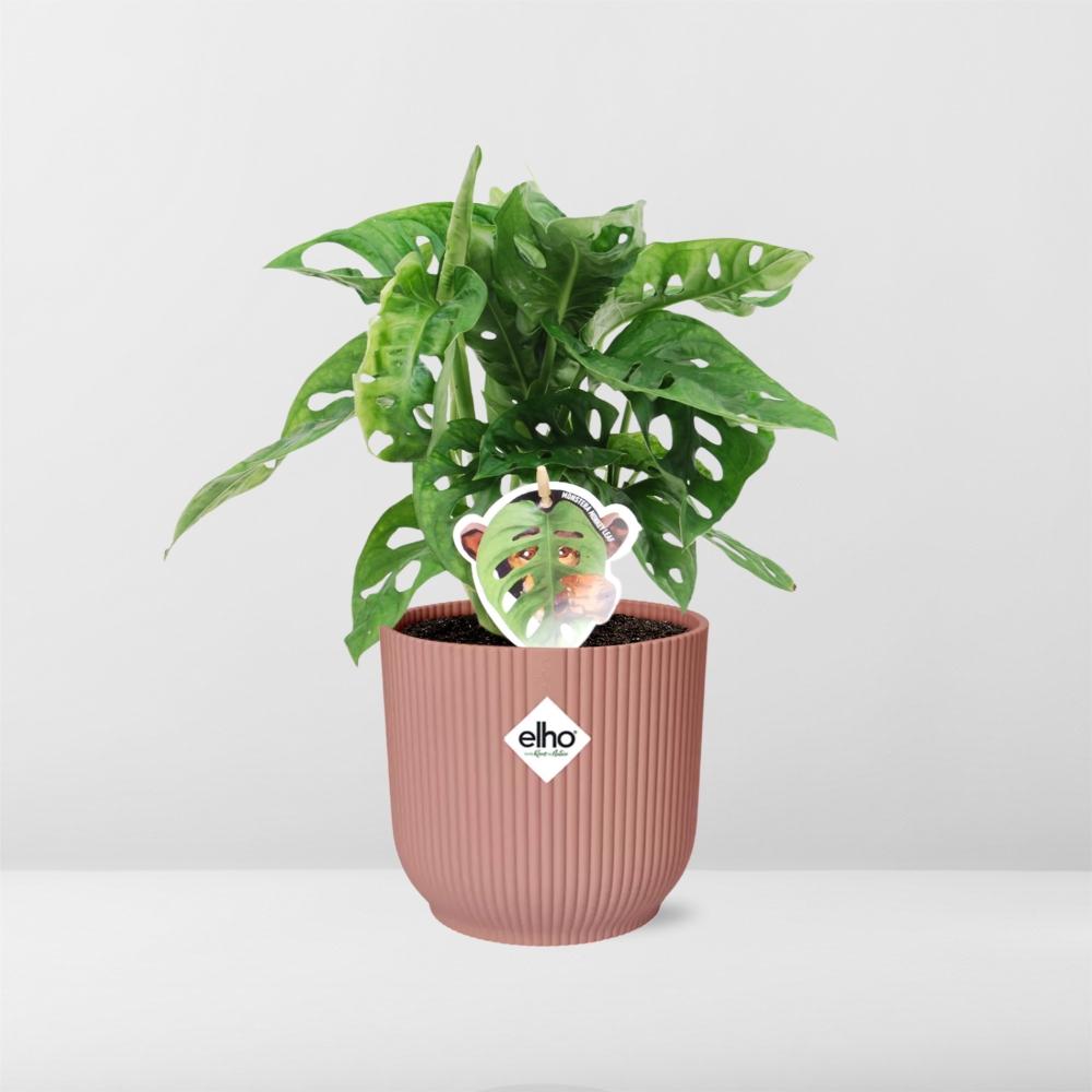 Monstera ‘Monkey Leaf’ in ELHO Vibes Fold 14cm Rosa