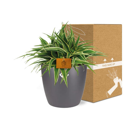 Chlorophytum Ocean 15cm im ELHO Brussels Topf anthrazit