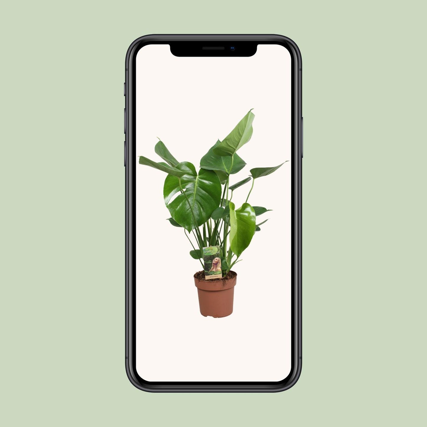 Monstera Fensterblatt – Tropische Zimmerpflanze Ø17cm, 60cm hoch