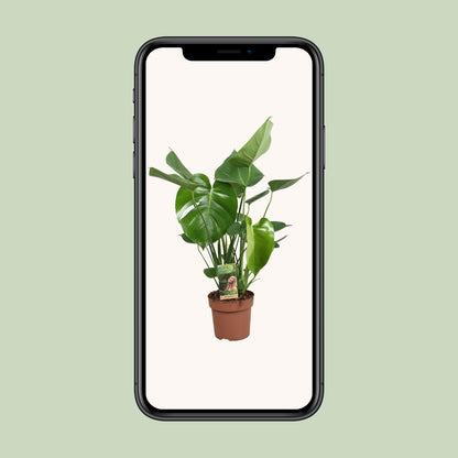 Monstera Fensterblatt – Tropische Zimmerpflanze Ø17cm, 60cm hoch