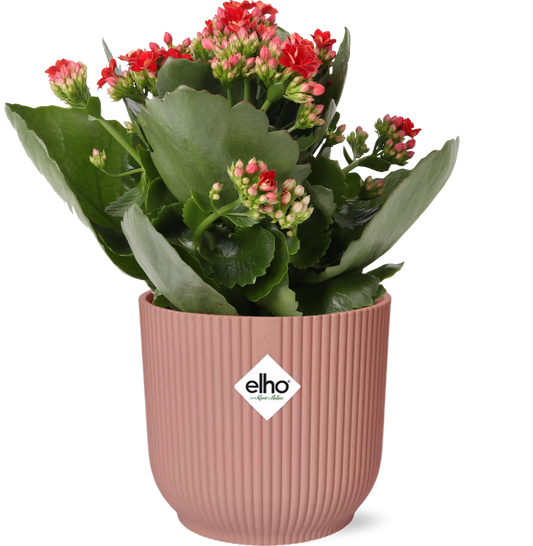 Kalanchoe Rosalina – Rote Glücksblume im Topf
