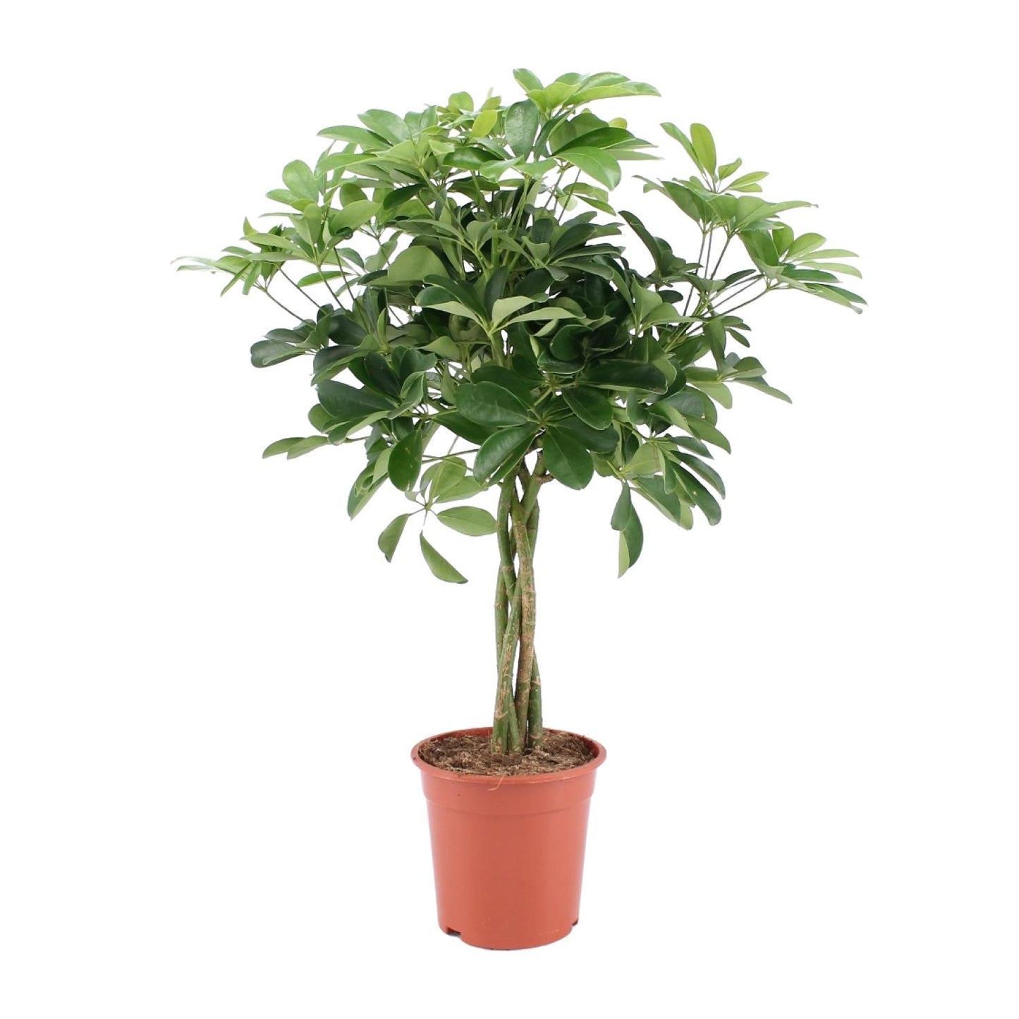 Schefflera Arboricola Nora – Pflegeleichter Schirmbaum Ø19cm, 75cm hoch