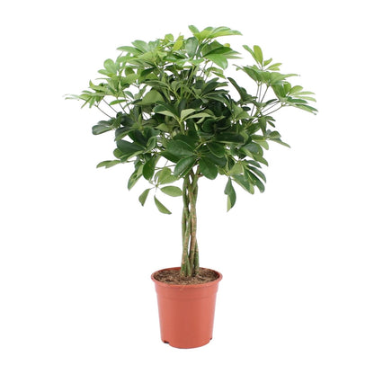Schefflera Arboricola Nora – Pflegeleichter Schirmbaum Ø19cm, 75cm hoch