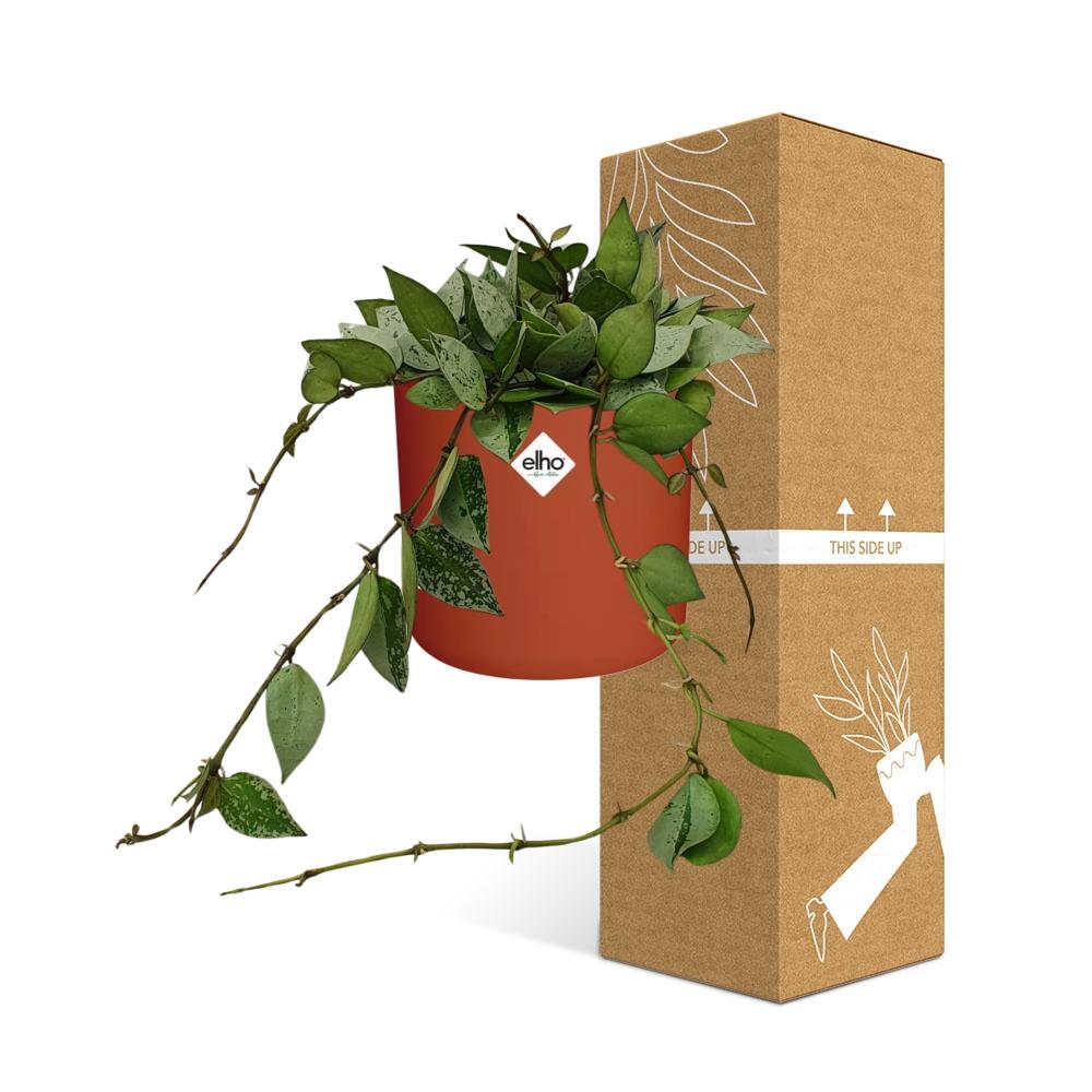 Hoya Krohniana Eskimo – Wachsblume im ELHO b.for soft Rond 14cm Brique