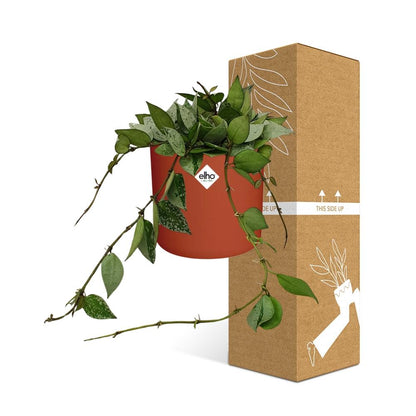 Hoya Krohniana Eskimo – Wachsblume im ELHO b.for soft Rond 14cm Brique