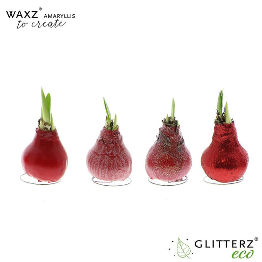 Amaryllis Waxz To Create Red – 4er Set Ø7 cm